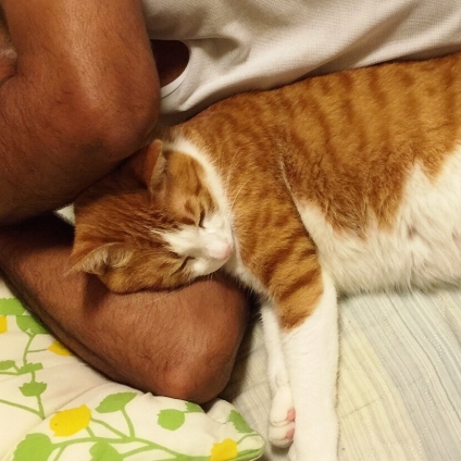 Cat pictures｜パパの腕枕ﾟ。*♡