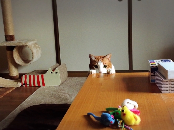 Cat pictures｜狙ってる?!