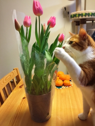 Cat pictures｜はやく春が来ないかにゃ〜♬