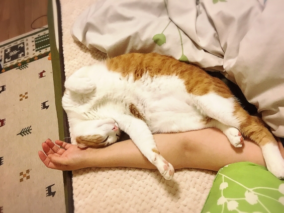 Cat pictures｜二度寝を決心する瞬間(^｡^)