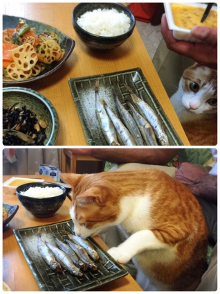 Cat pictures｜朝ごはん、ピーンチ‼︎