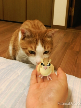 Cat pictures｜食べていいの？