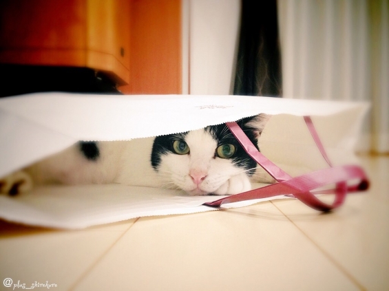 Cat pictures｜大好きな紙袋…۹(❛༥❛०)◞ =3=3
