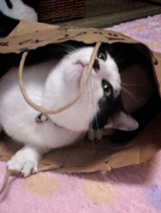 Cat pictures｜紙袋にゃー