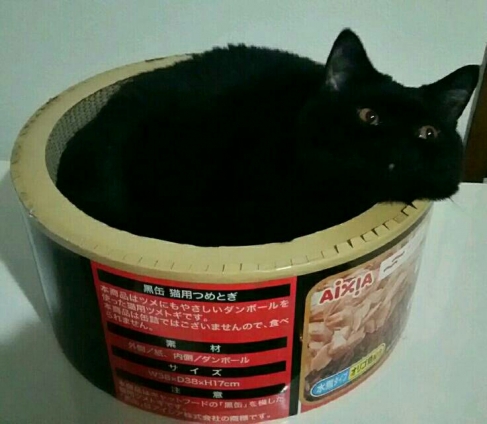 Cat pictures｜黒缶ベッド その２