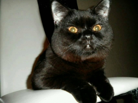 Cat pictures｜黒猫レストラン