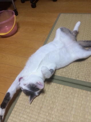 Cat pictures｜伸び〜