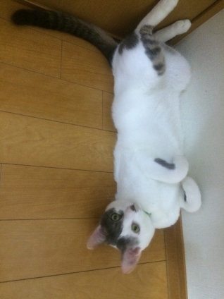 Cat pictures｜暑いの・・・