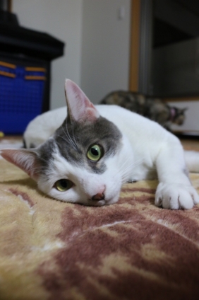 Cat pictures｜カメラ目線☆