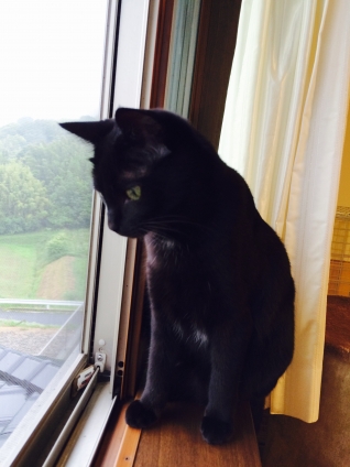Cat pictures｜雨の日は