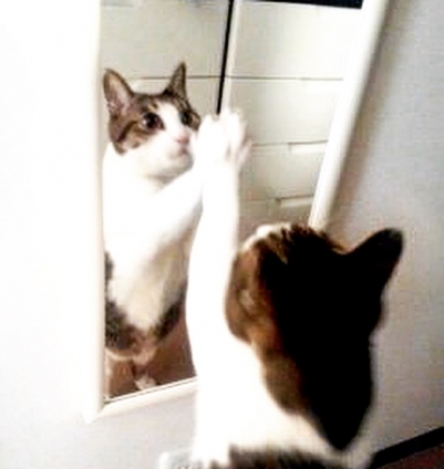 Cat pictures｜鏡とぼく
