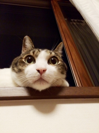 Cat pictures｜おれ、ちゃちゃまる 