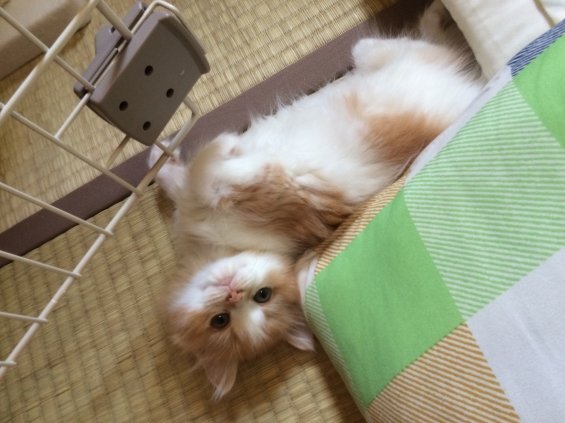 Cat pictures｜紬♂のセクシーショット