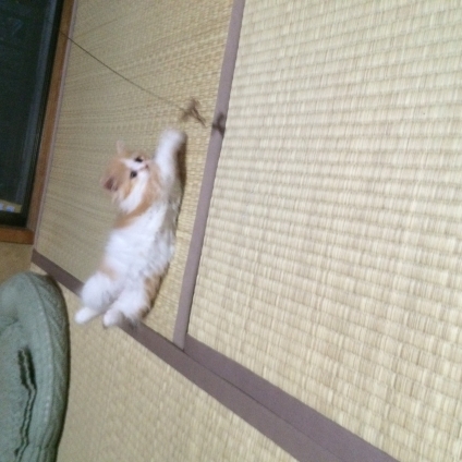 Cat pictures｜ふにゃおわー！！