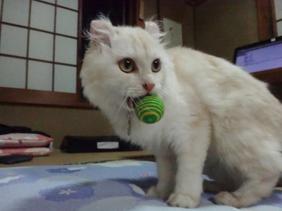 Cat pictures｜珠取猫