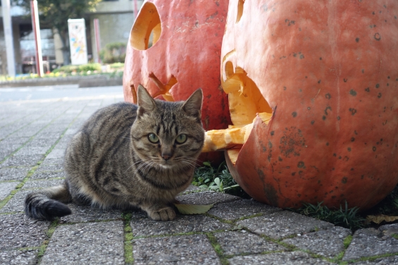 Cat pictures｜かぼちゃとねこ