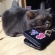 Cat pictures｜財布を枕に（´ω｀）