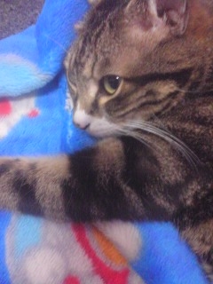 Cat pictures｜ネコ同士