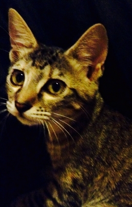 Cat pictures｜真珠の耳飾りの少女的な富士さん