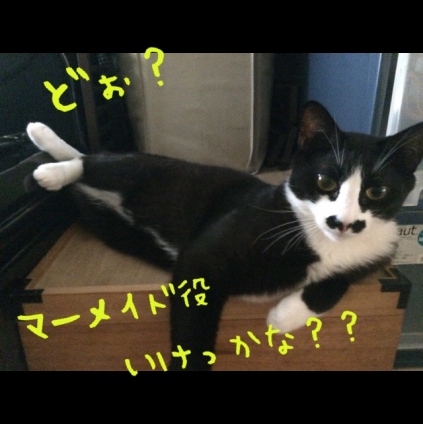 Cat pictures｜マーメイド
