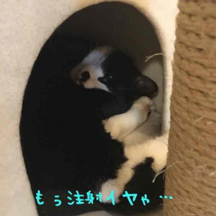 Cat pictures｜注射のあと