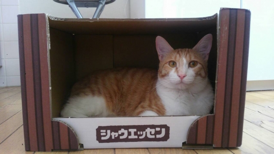 Cat pictures｜北海道出身ニャンコなので