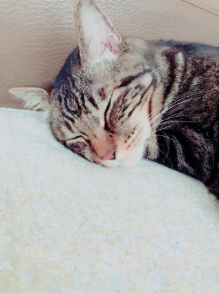 Cat pictures｜気持ち良い枕だにゃぁ～