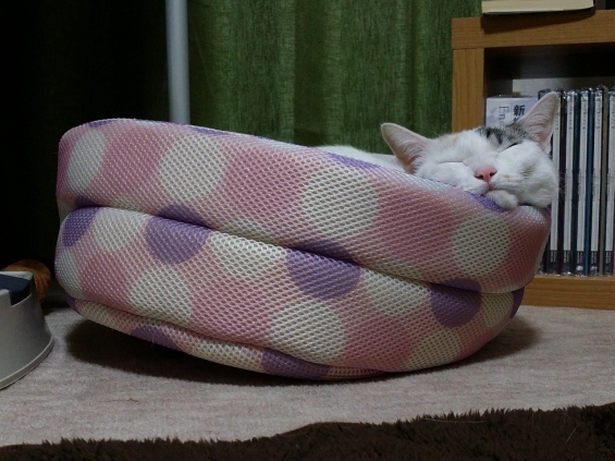 Cat pictures｜ベッド傾いてるよ～(゜ロ゜)