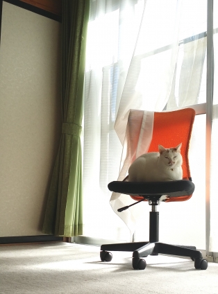 Cat pictures｜土曜日の朝