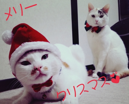 Cat pictures｜楽しいクリスマス過ごせましたか？