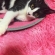 Cat pictures｜猫鍋