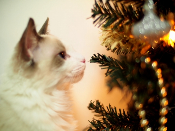 Cat pictures｜『メリークリスマス』