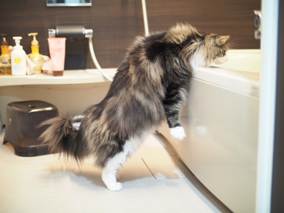 Cat pictures｜今日のお風呂当番