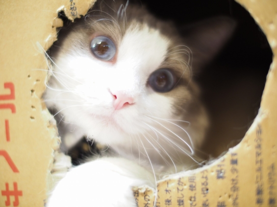Cat pictures｜箱の中からこんにちわ