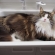 Cat pictures｜洗面器いっぱいの猫