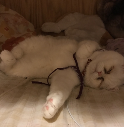Cat pictures｜この寝方、たまりません(*´﹃｀*)