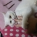 Cat pictures｜パクッ！