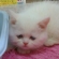 Cat pictures｜赤ちゃんりんりん 2