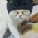 Cat pictures｜猫用の帽子を被せてみました