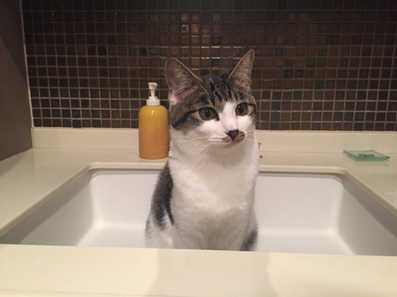 Cat pictures｜水は嫌いだけど洗面台は好き