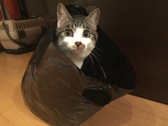 Cat pictures｜やっぱり袋が好き！