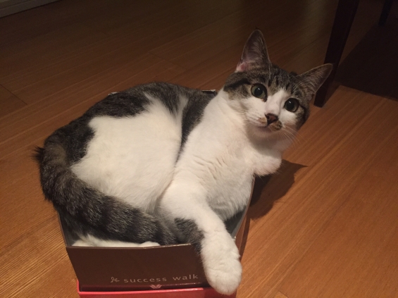 Cat pictures｜箱は小さめに限る