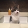 Cat pictures｜水は嫌いだけど洗面台は好き