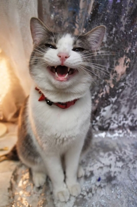 Cat pictures｜笑う猫には福来たるにゃす