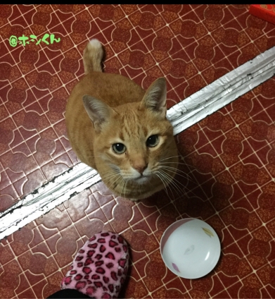 Cat pictures｜早くご飯〜