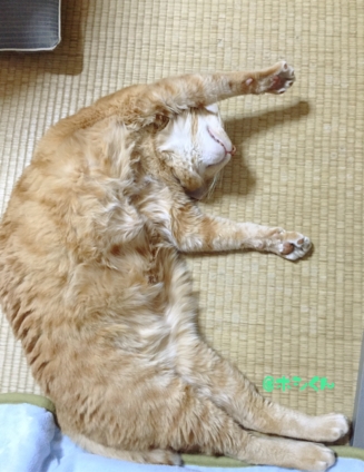 Cat pictures｜無防備すぎじゃないか？