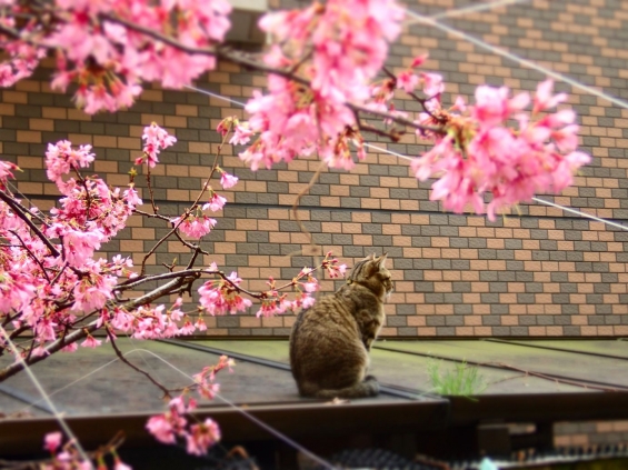 Cat pictures｜桜の見張り