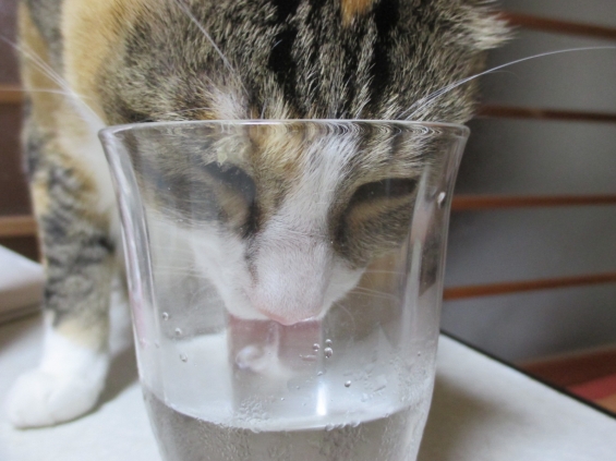 Cat pictures｜水素水