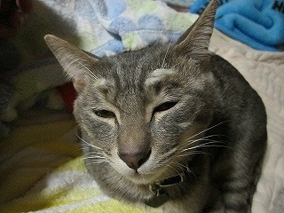 Cat pictures｜おじぃちゃん？