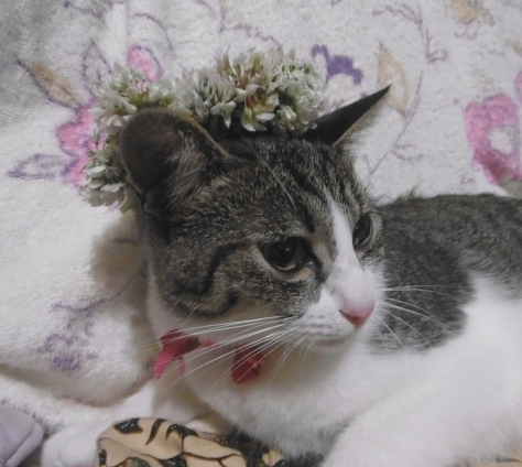 Cat pictures｜シロツメクサの花冠☆